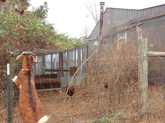 Fenced Area For Animals