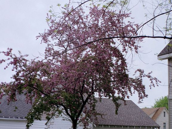 Crabapple tree in back lot