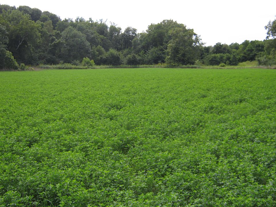 Alfalfa Food Plot