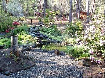 back yard pond