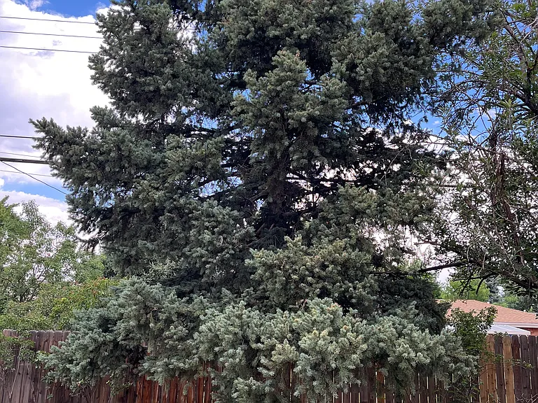 Christmas tree in the backyard next to an apple tree.