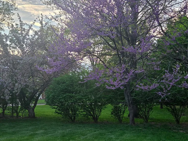 red bud trees and burning bushes side yard