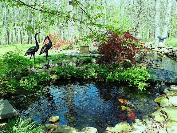 Koi Pond in back
