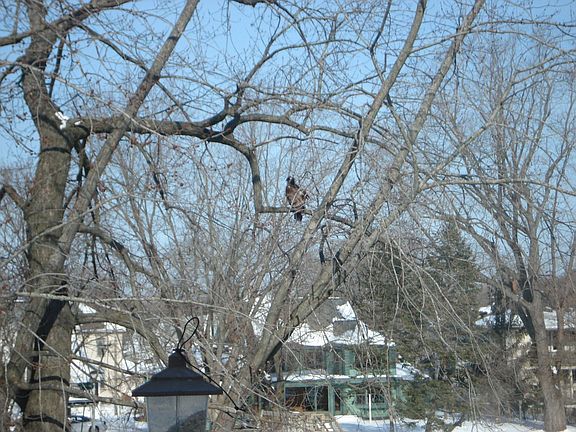 Ever have an eagle in your tree? Now you can...