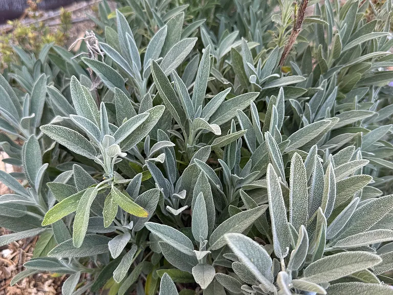 Established sage