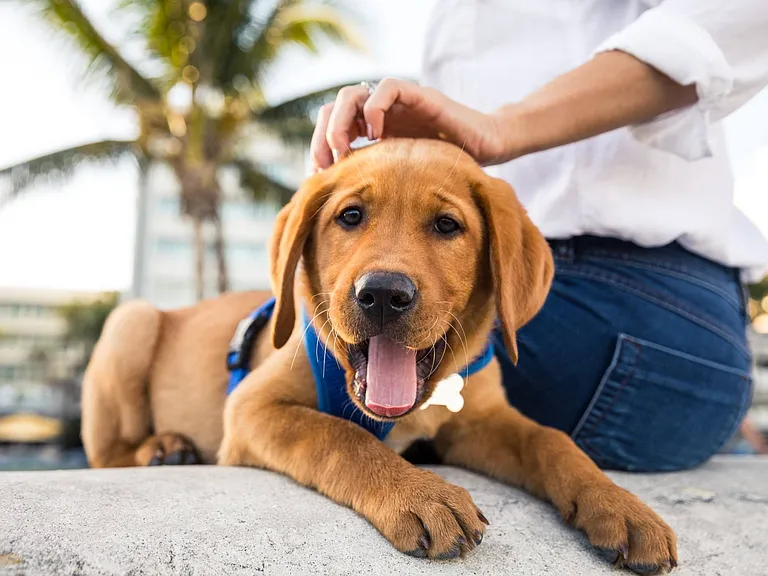 Your furry family members will love our pet friendly community with onsite dog park and pet spa.