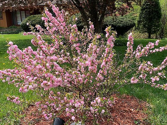 Flowering Almond shrub