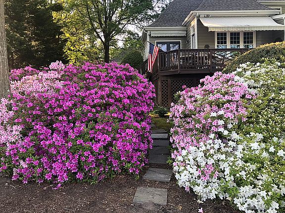 Spring Azaleas