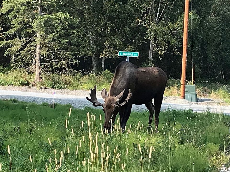 Young bull moose grazing