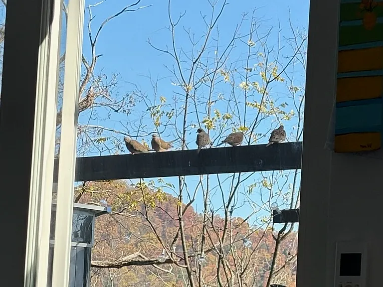 Some of our fine feathered friends