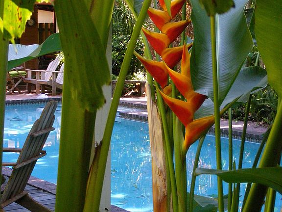 Heliconias near the pool