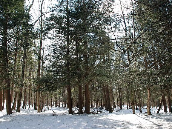 Winter Scene Looking South