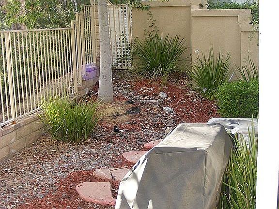 Low Maintenance Yard