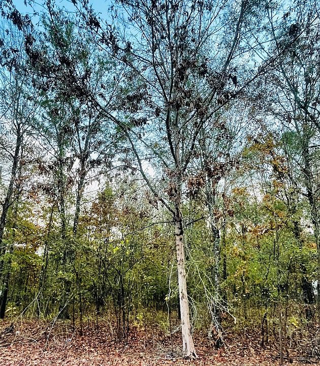 1st image of 0 Richardson Rd Lot 41