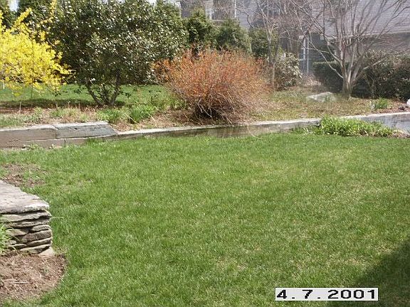 great back yard