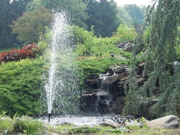 Fish Pond