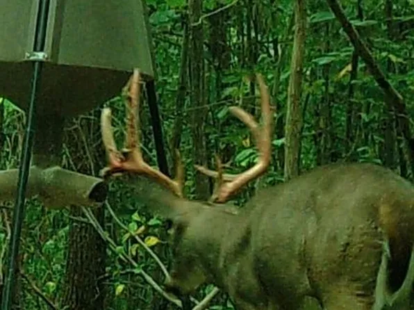 3942 Nauvoo Pond Creek Rd, West Portsmouth, OH 45663