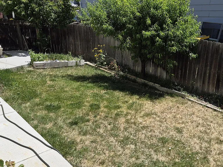 Backyard with sidewalk