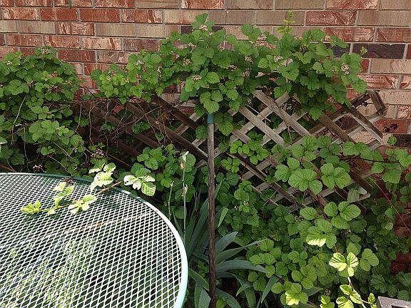 Raspberry’s in court yard