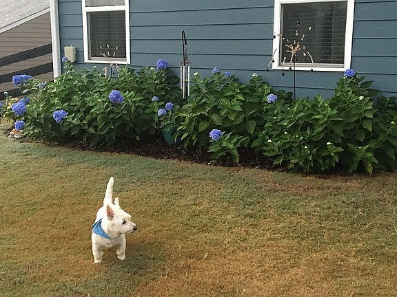Hydrangeas backyard