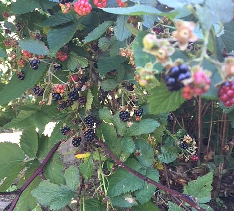 Berries and more Berries