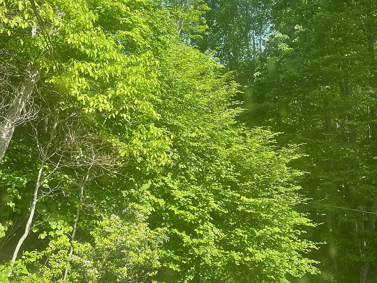 146 Clyde Winebarger Rd — Photo 12