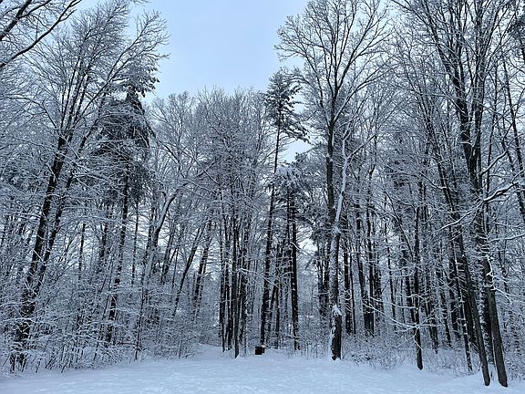 Backyard in the winter
