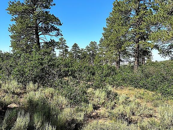 2nd image of 4732 Forest Service Rd