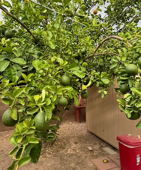 Lemon Tree