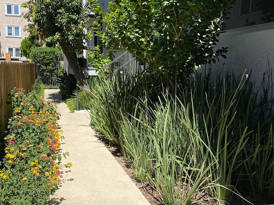Citrus trees for tenants