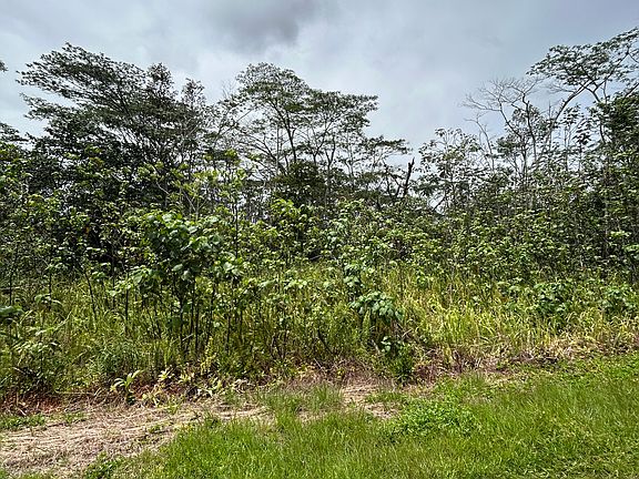 3rd image of Plumeria Rd