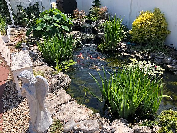 Koi Pond