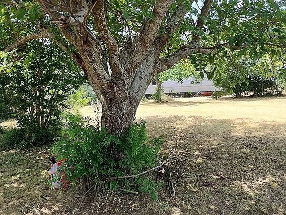 Shade trees