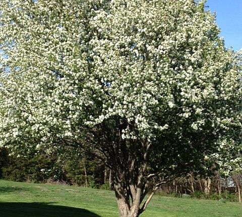 Tree near house