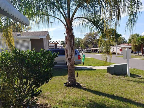 Front yard palm tree.