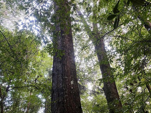 towering oak trees