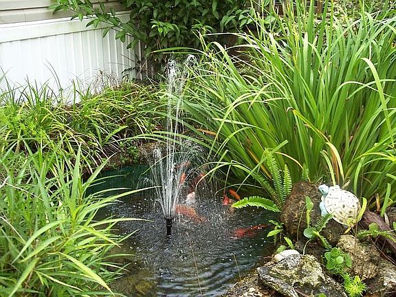koi pond