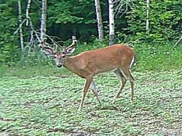 23 Mile Rd, Tustin, MI 49688