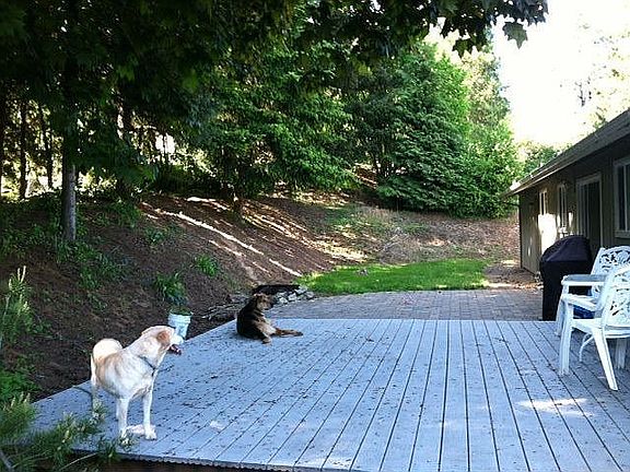 Back yard