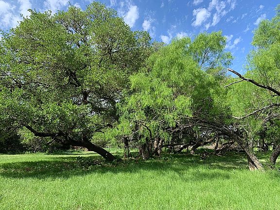 Mesquite & Oaks on Property