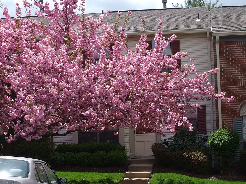 Blossoms in front of the house every May