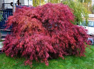 3606 Lemon Grove Dr, Bellingham, WA 98226