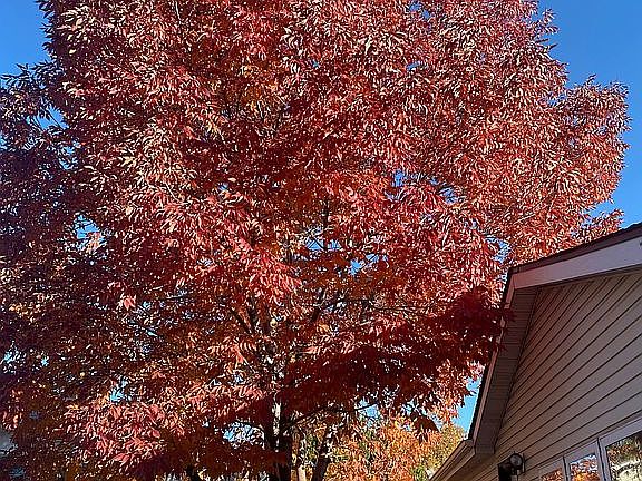 Front of home w fall tree