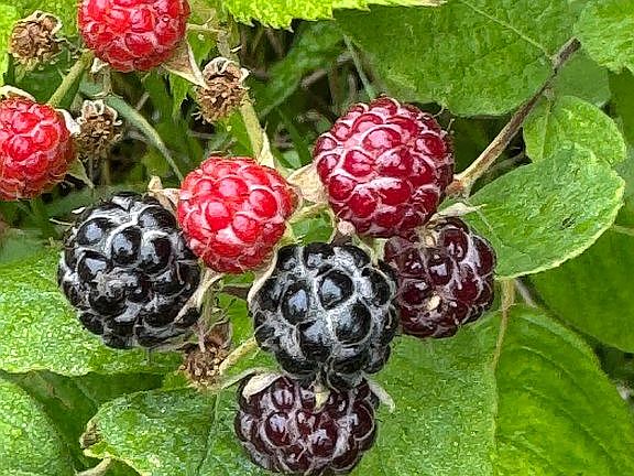 Wild black berries