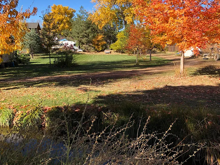 Backyard in Fall