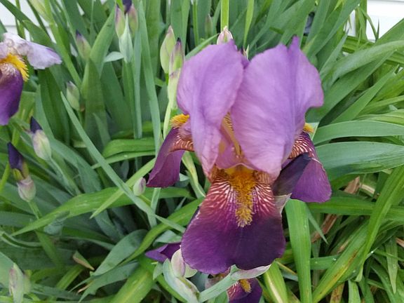 Beautiful spring flowers