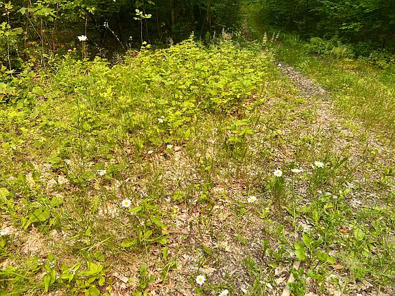 4th image of Traxels Point Ln