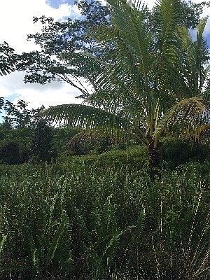 3rd image of S Leilani Ave Lot 2