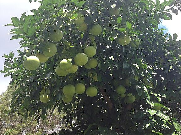 Red grapefruit tree