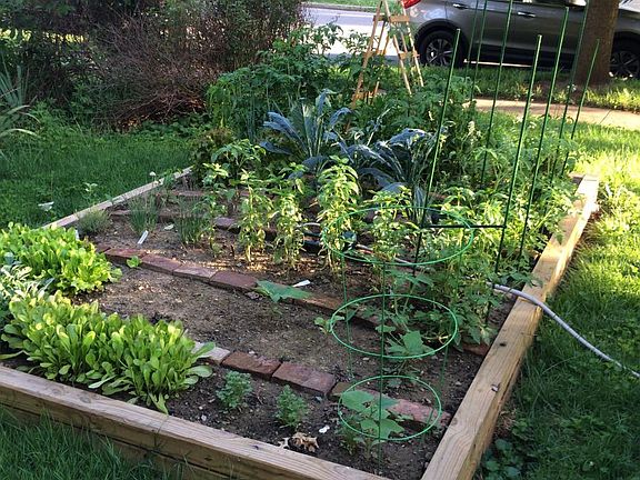 Front yard Organic Garden